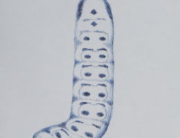 melissa chen caterpillar knight short costume design ink drawing